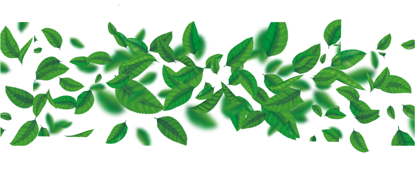 Photo of leaves